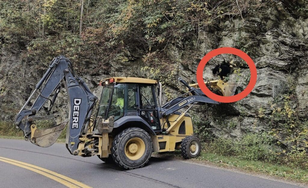 Unusual bear rescue @ Great Smoky Mountains National Park
