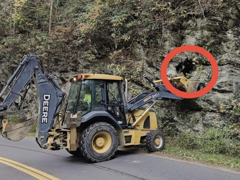 Unusual bear rescue @ Great Smoky Mountains National Park