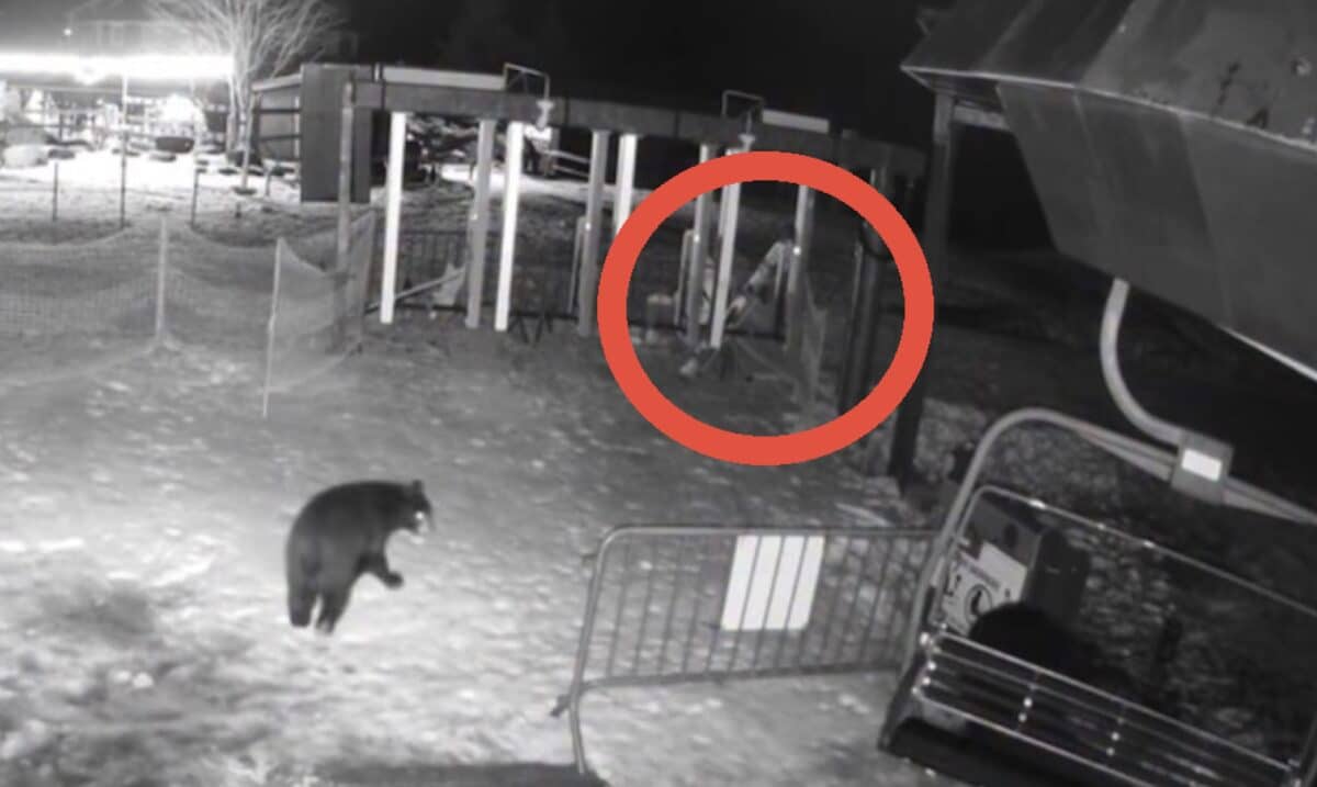 Bear scare @ Sugarbush