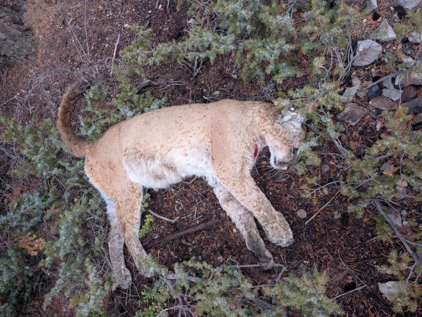 Mountain lion poached in Colorado.