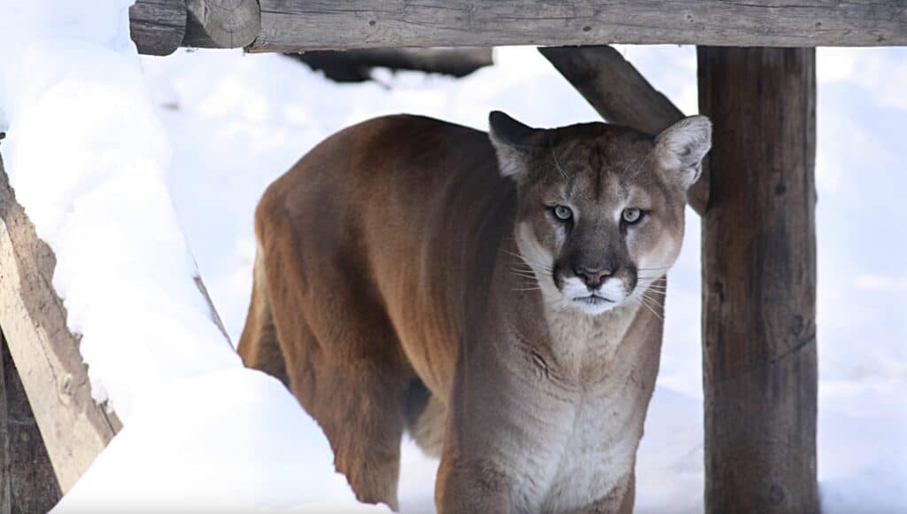 Mountain lion.