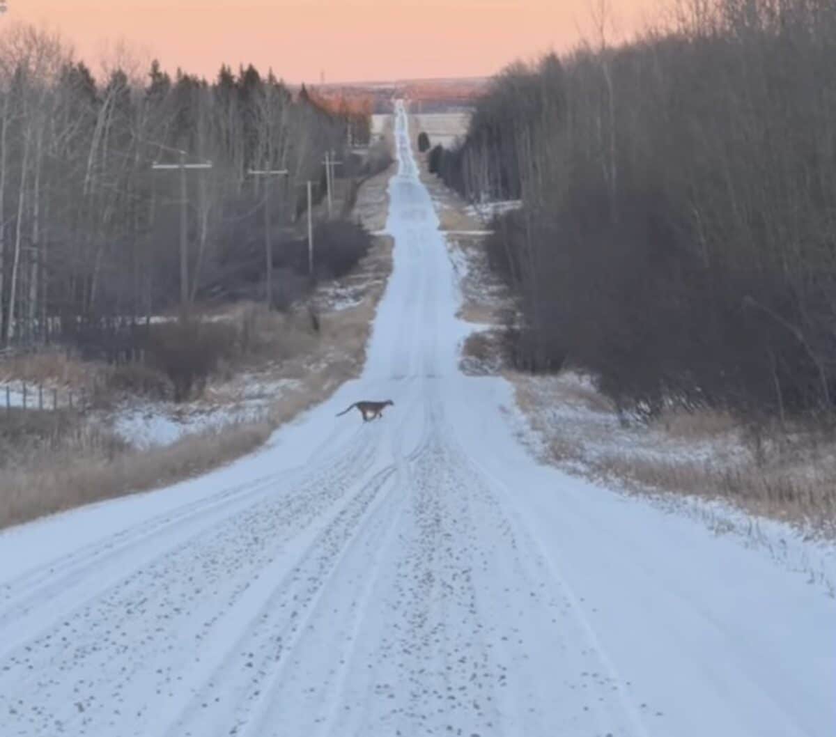Mountain lion dashes across road @ Alberta, Canada