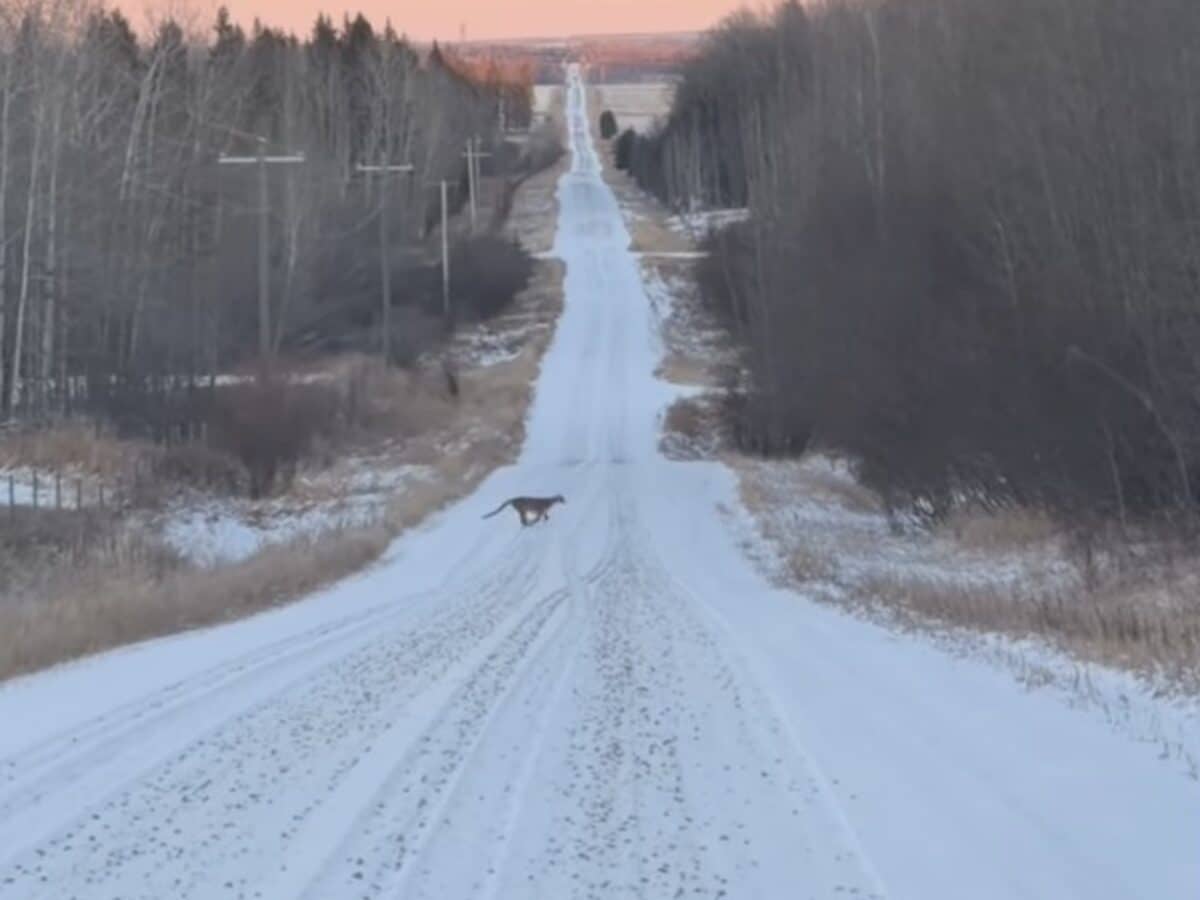 Mountain lion dashes across road @ Alberta, Canada
