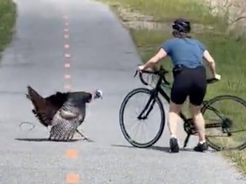 Wild turkey attacks cyclist.