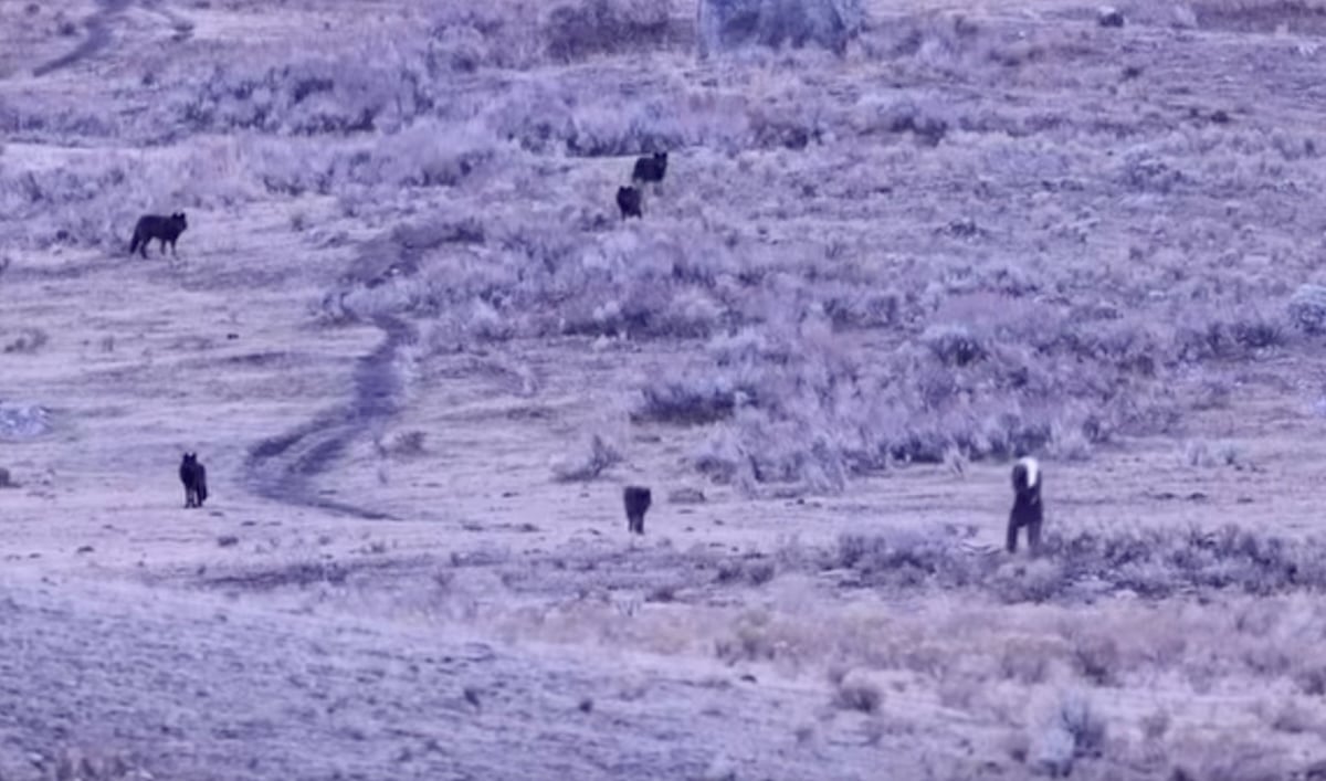 Wolf and man in Yellowstone National Park