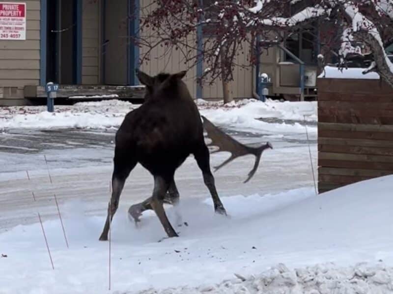 Moose sheds both antlers in Anchorage neighborhood.