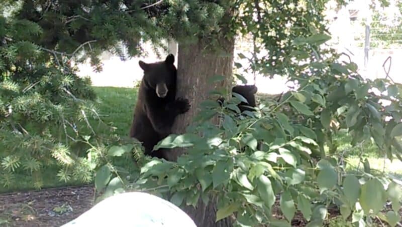 Black bears in Colorado.