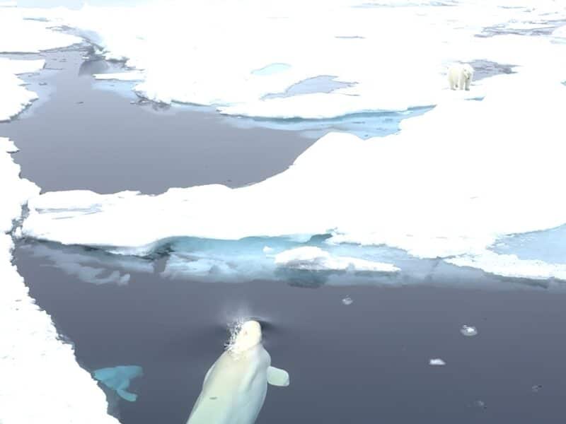 Polar bear observes beluga pod peacefully gliding by