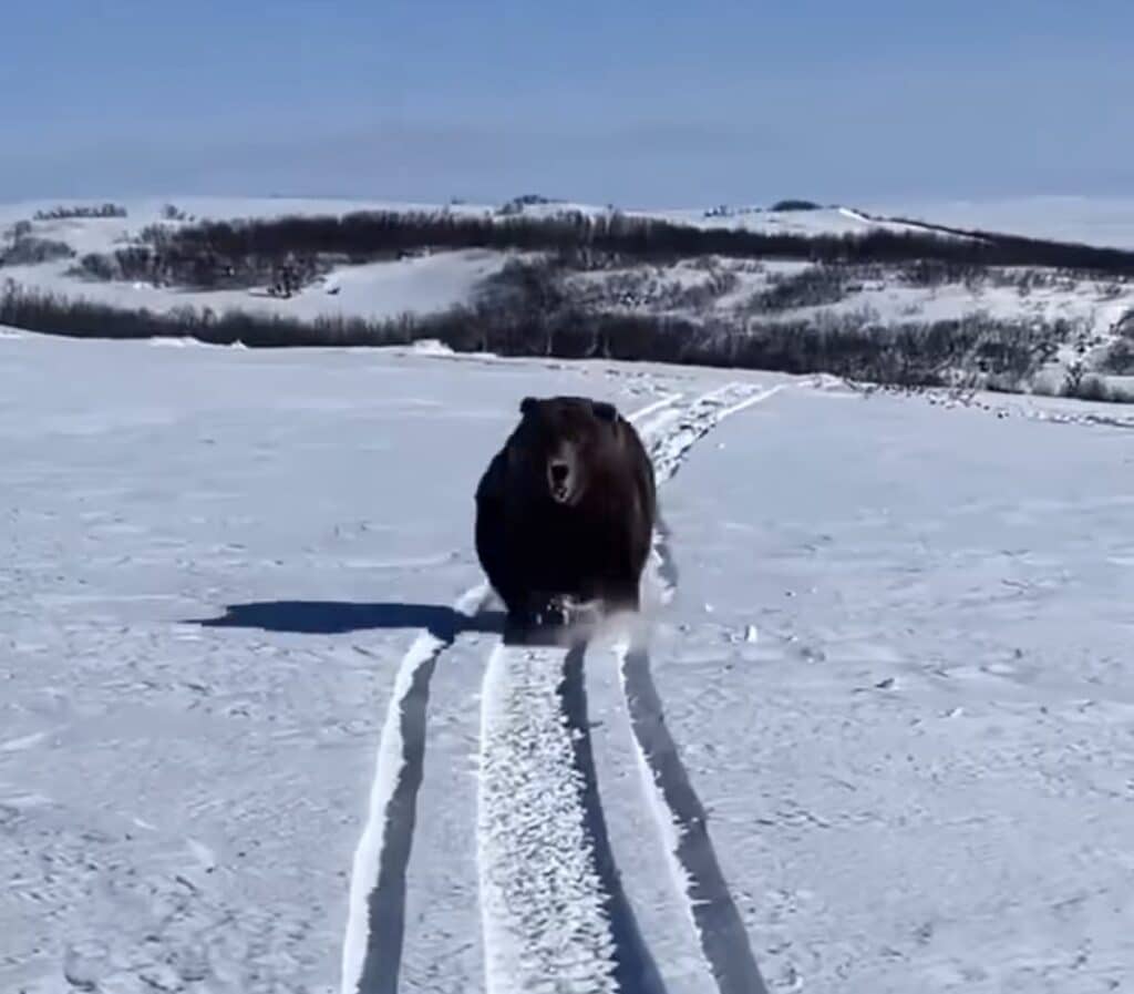 Grizzly chases Alaskan snowmobiler