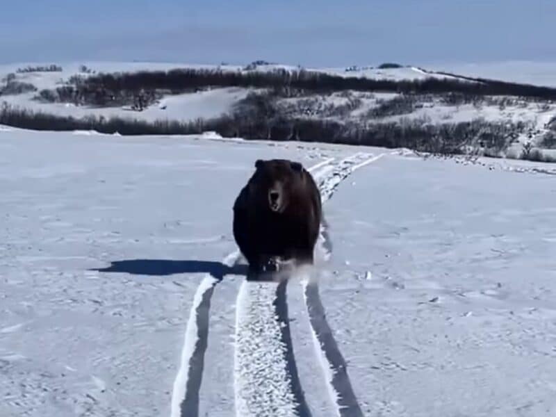 Grizzly chases Alaskan snowmobiler
