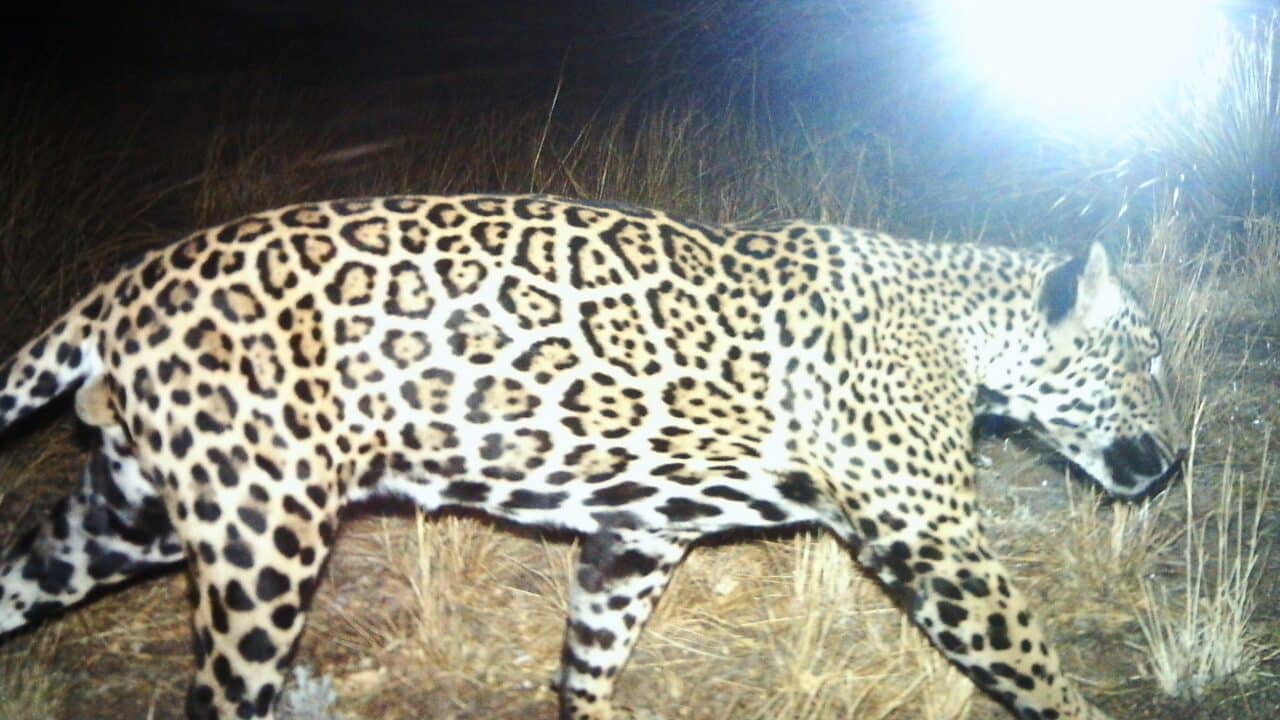 Male jaguar photographed in the Santa Rita Mountains of Arizona.