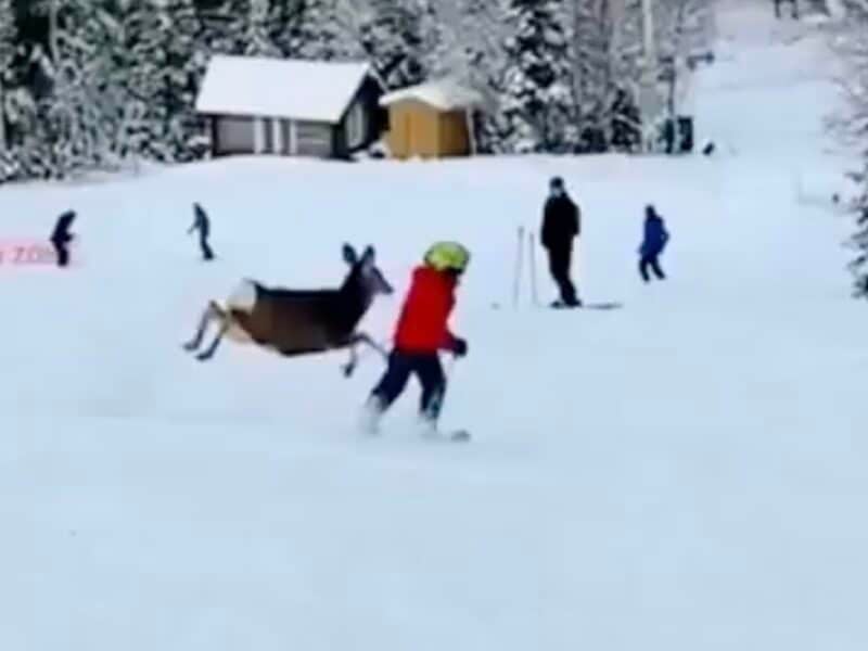 Near deer collision @ Deer Valley, Utah