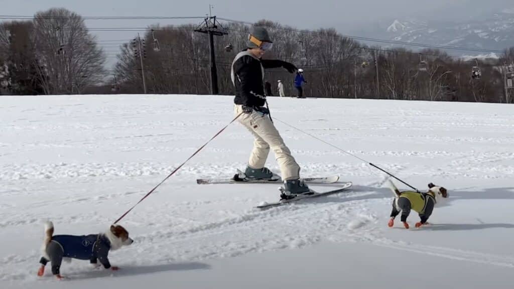 Japanese ski resort allows dogs on the gondola.