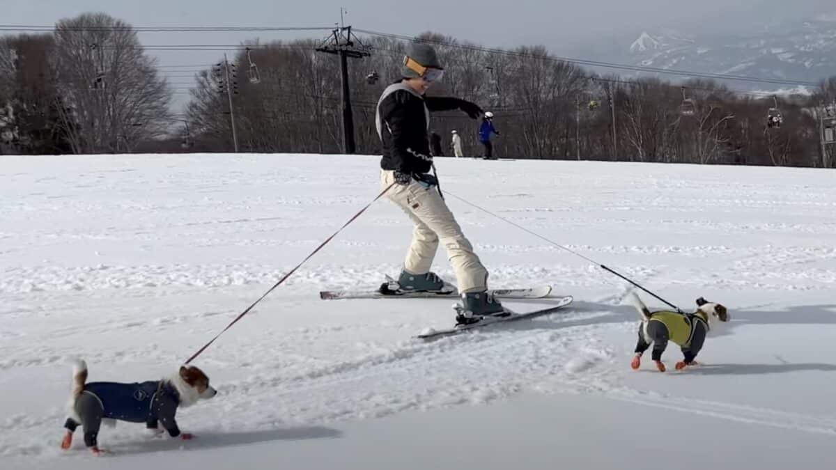 Japanese ski resort allows dogs on the gondola.