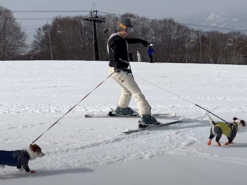 Japanese ski resort allows dogs on the gondola.