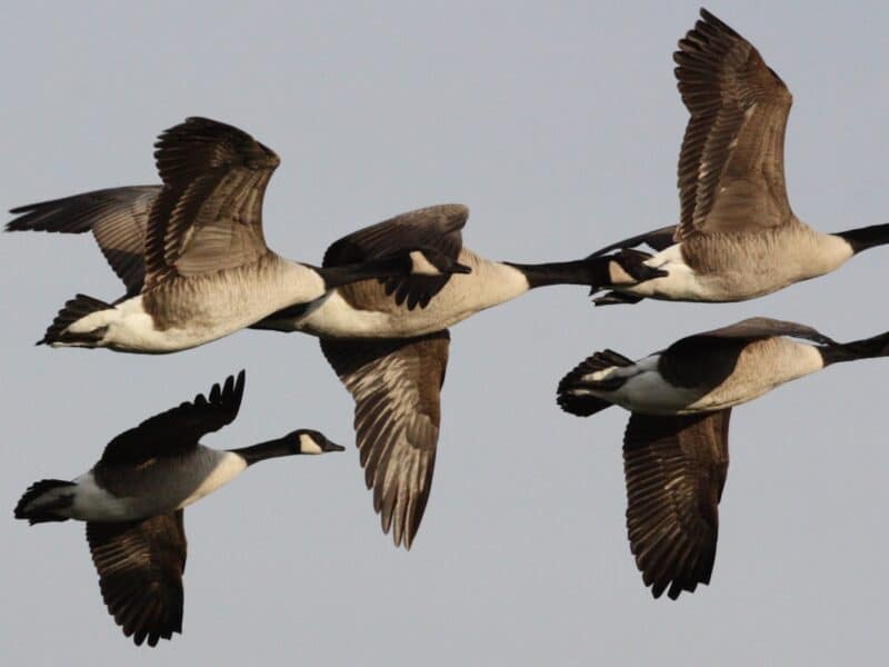 Canada Geese, a migratory bird that could carry HPAI.