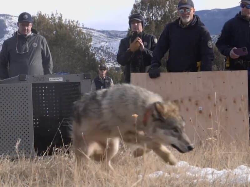 Wolf reintroduction in Colorado.