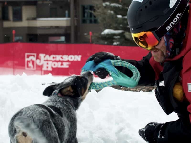 Jackson Hole Avalanche Dog.