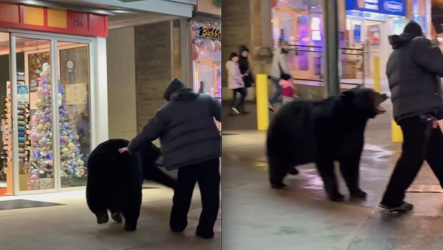 Man Quickly Realizes Why Approaching A Black Bear Is Never A Good Idea ...