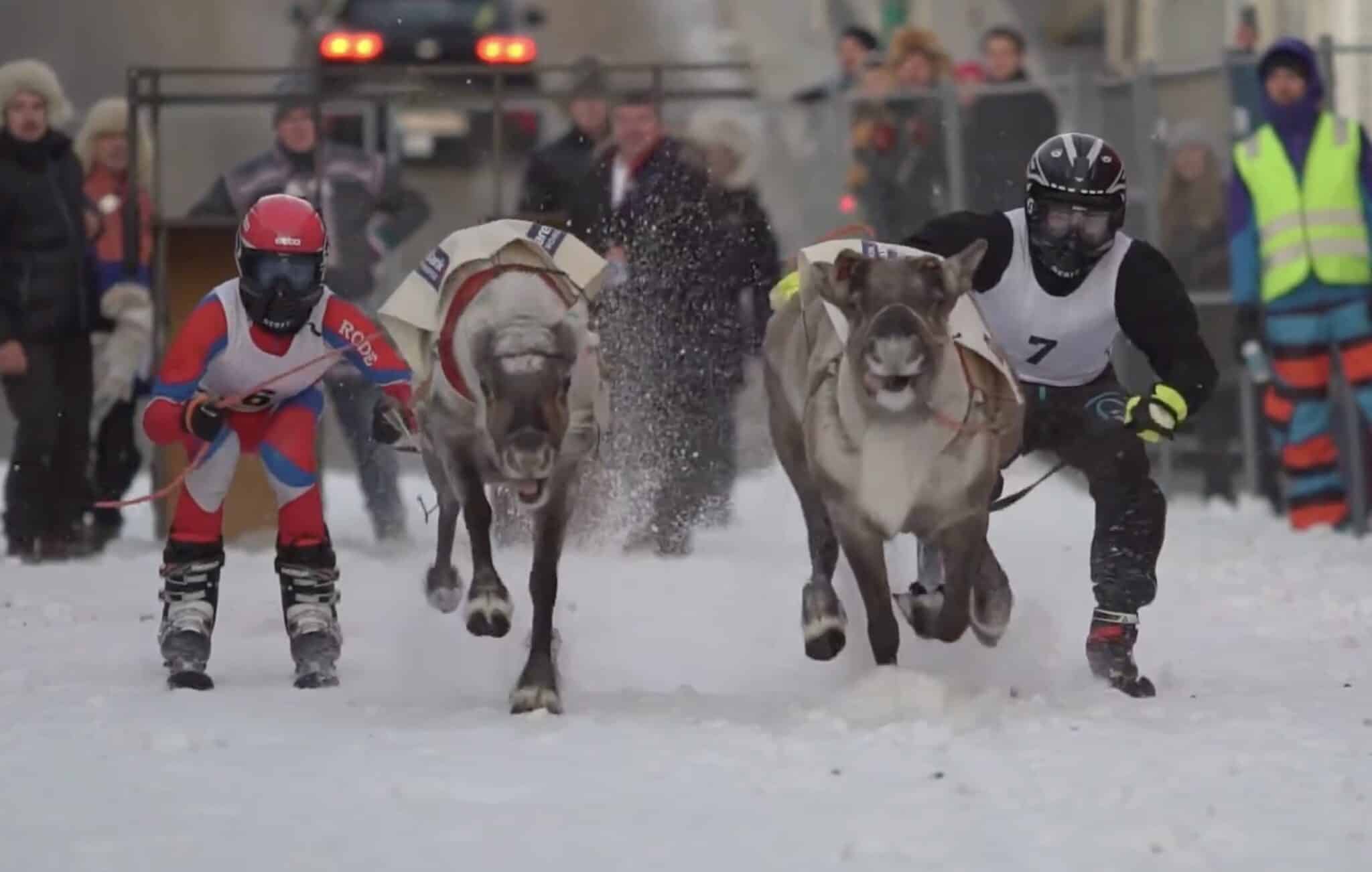 Did You Know Reindeer Racing Is Popular In Norway?