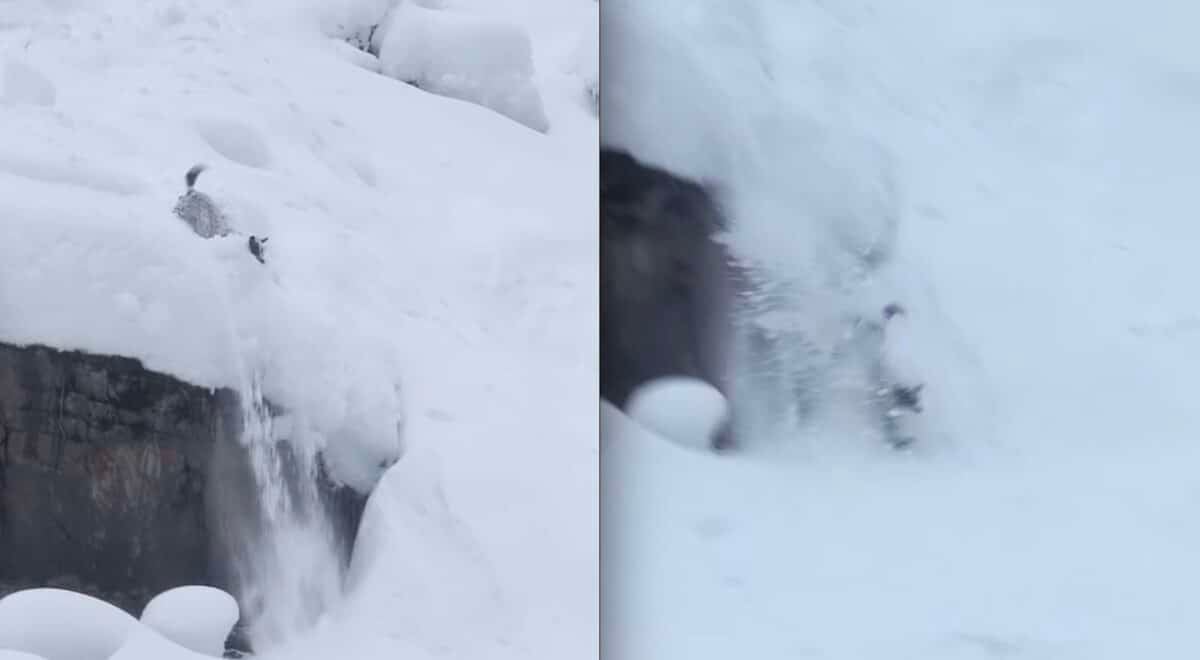 Dog sends cliff drop.
