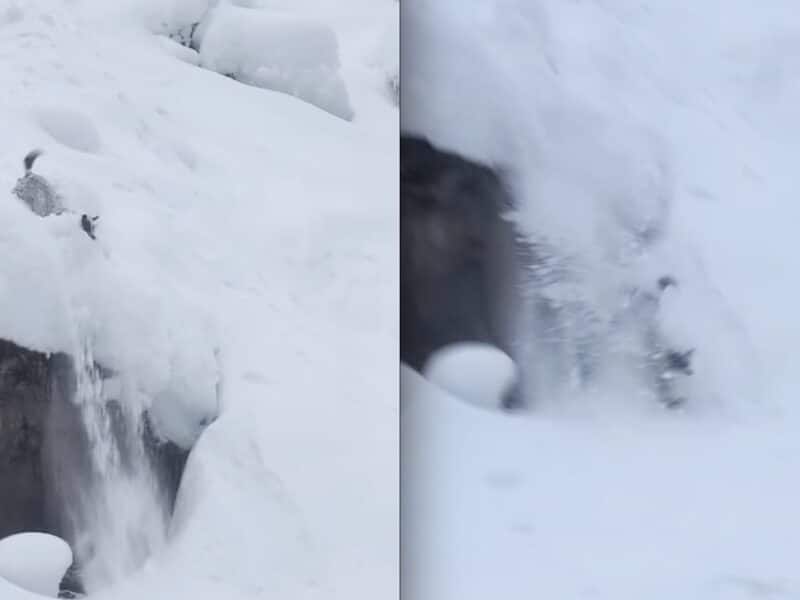 Dog sends cliff drop.
