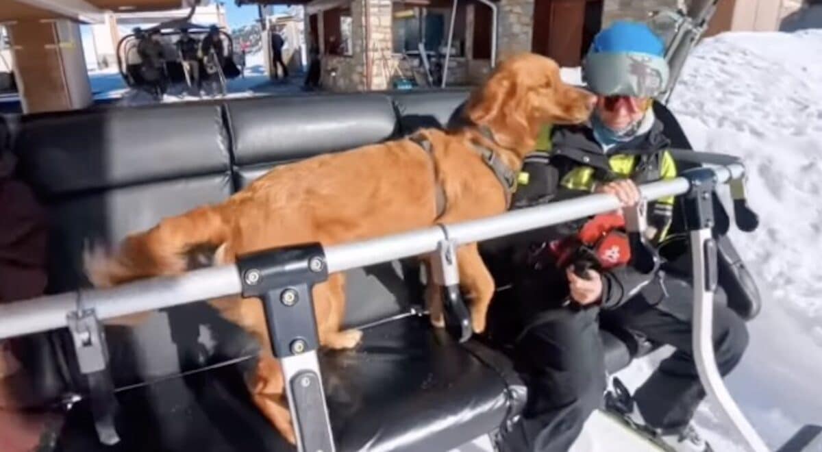 Day in the life of an avalanche dog.