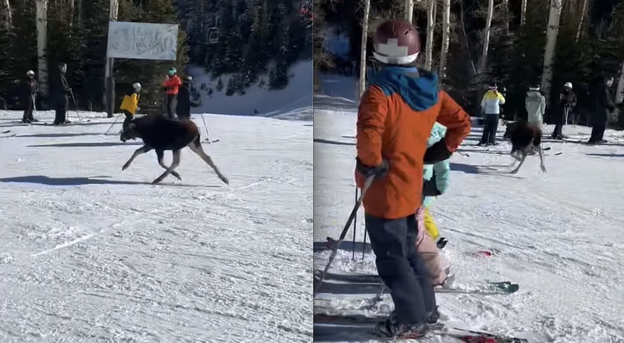 Moose Calf Sprints Past Skiers At Utah Resort