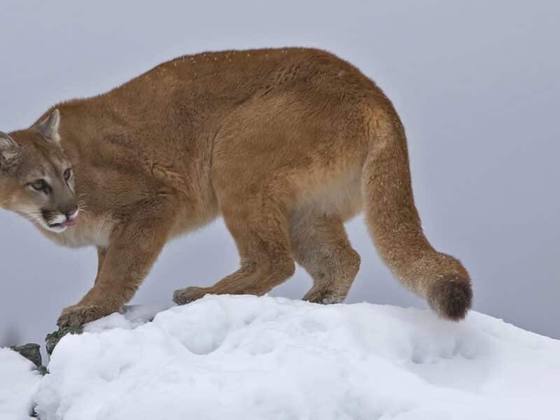 Mountain lion.
