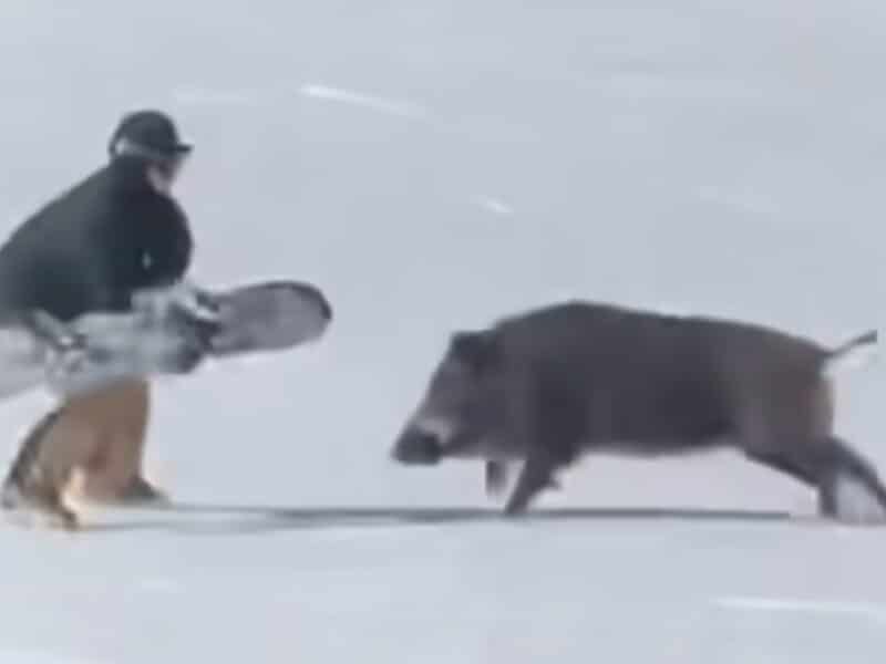Wild boar attacks snowboarder @ Alpen Blick Snow Resort, Japan