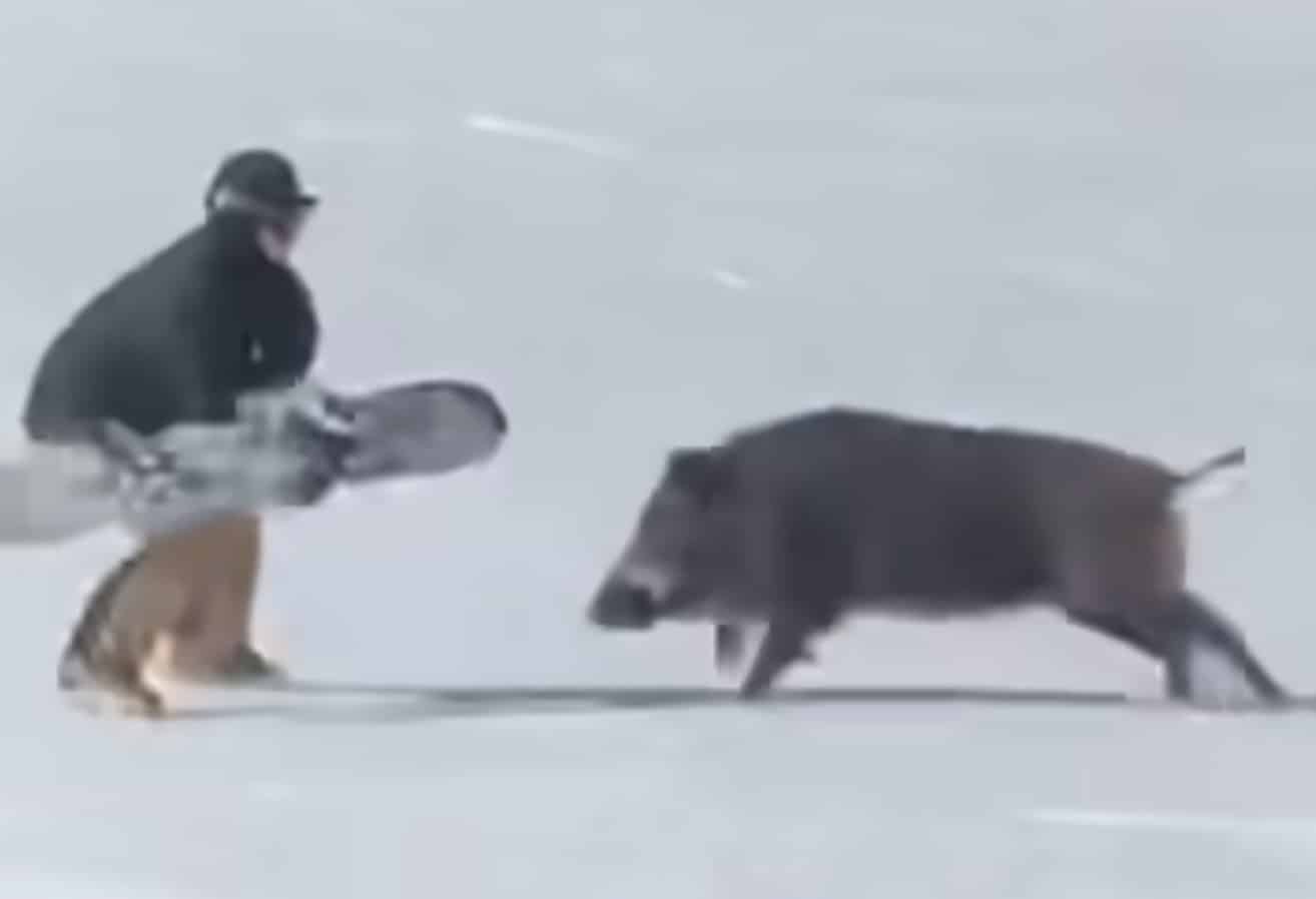 Wild Boar Attacks Snowboarder At Japanese Ski Resort