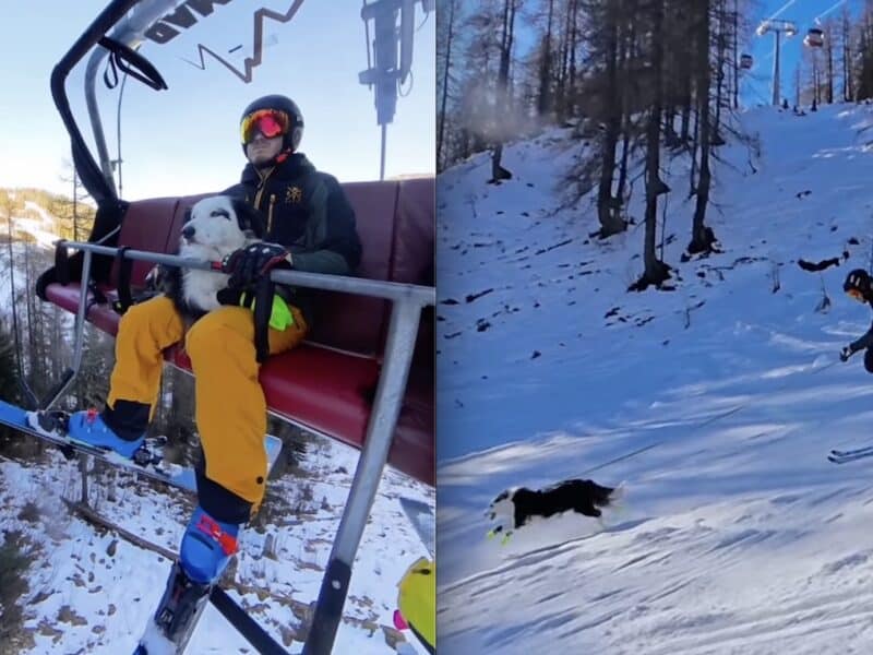 Border Collie shreds through Europe.