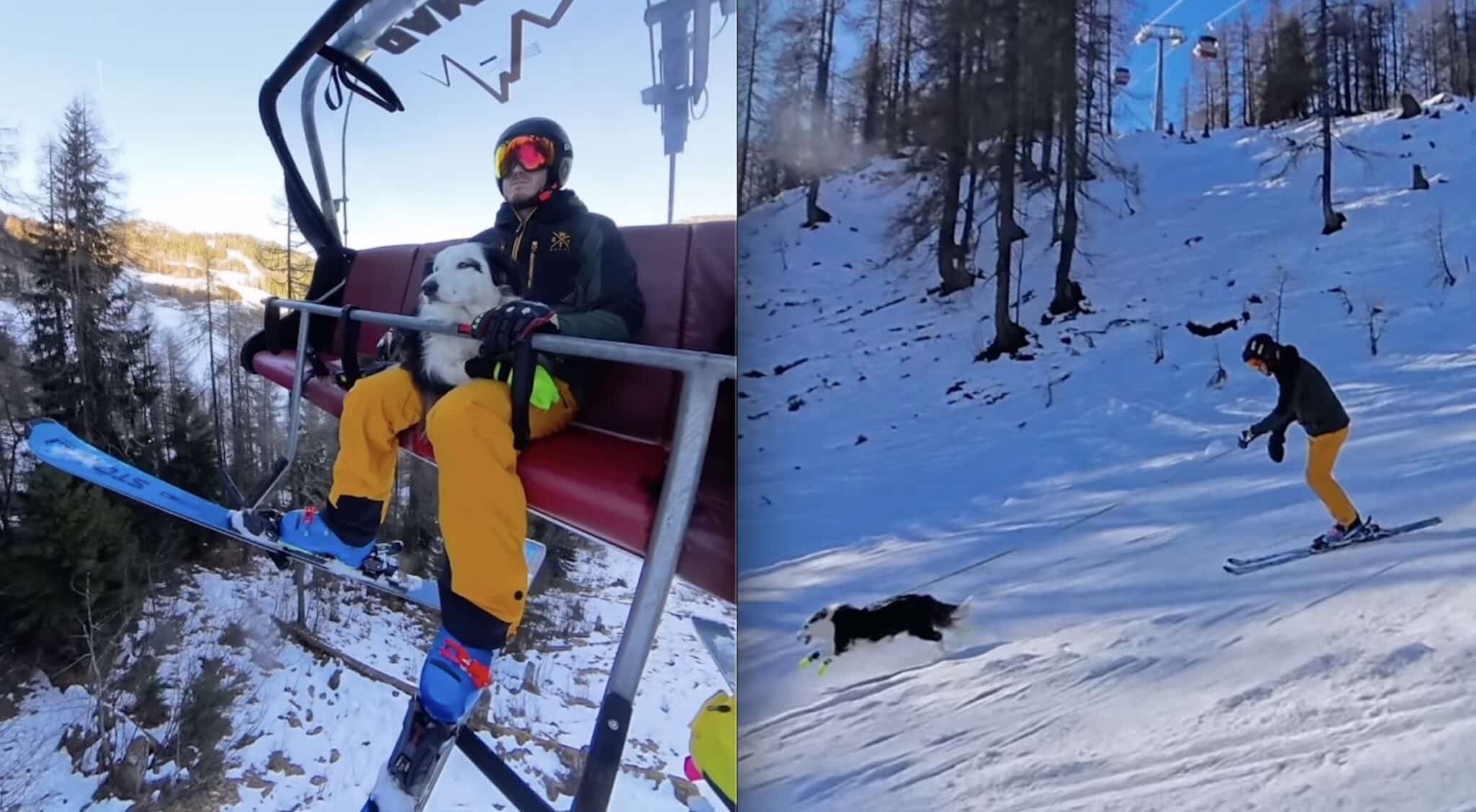 This Border Collie Is Living A Better Ski Life Than Most Of Us