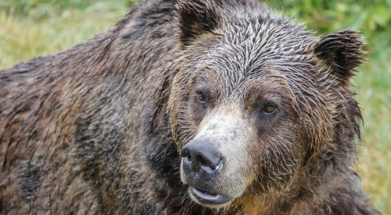 Grizzly bear.