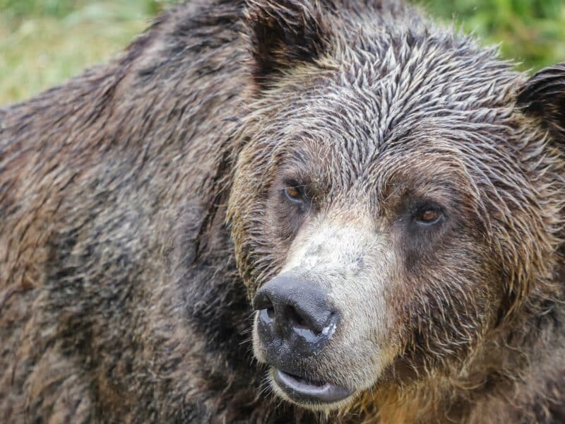 Grizzly bear.