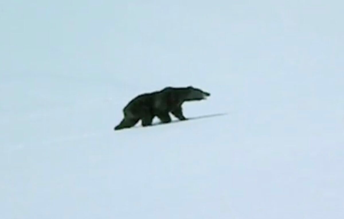 Skier encounters grizzly @ Hyder, Alaska