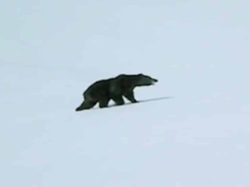 Skier encounters grizzly @ Hyder, Alaska