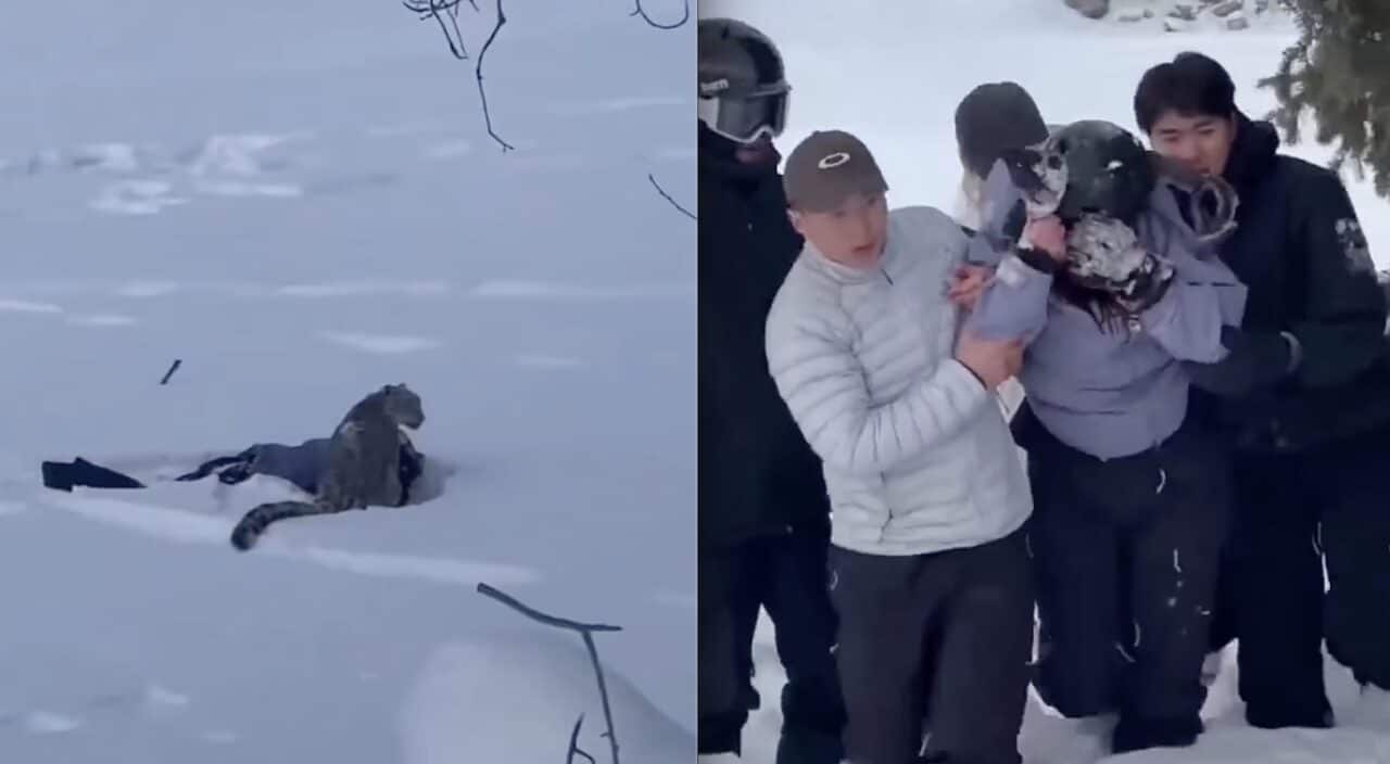 Snow leopard attack in China.