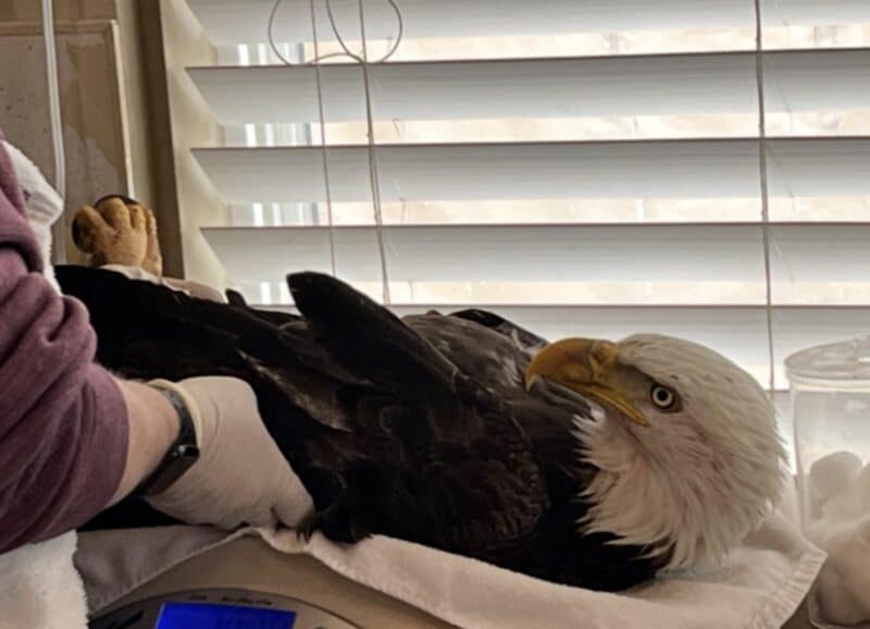 Bald eagle shot by a ball bearing in Colorado.
