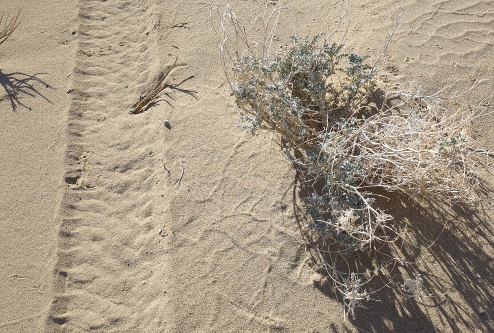 Tire tracks next to a Shining Milkvetch.