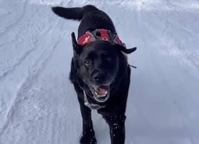 Sochi Fruitbear