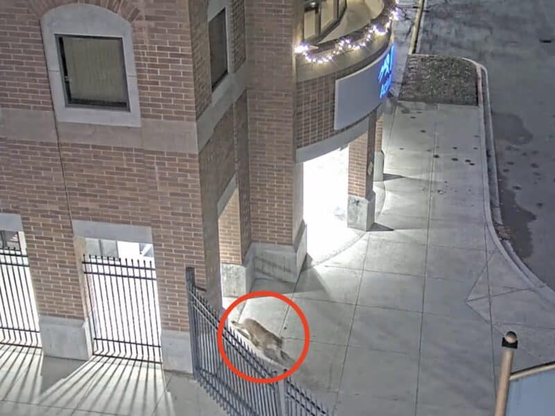 Mountain lion on Idaho college campus.