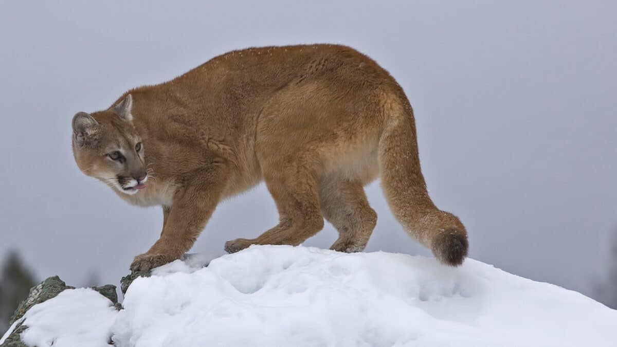 Increased mountain lion activity in Colorado.