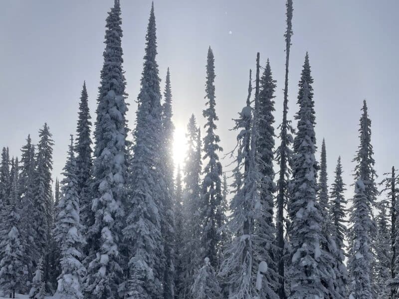 Deep Snow in Revelstoke, 2025