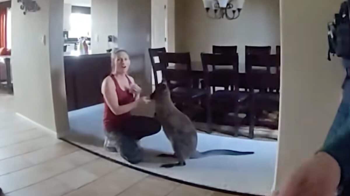 Escaped wallaby in Colorado.