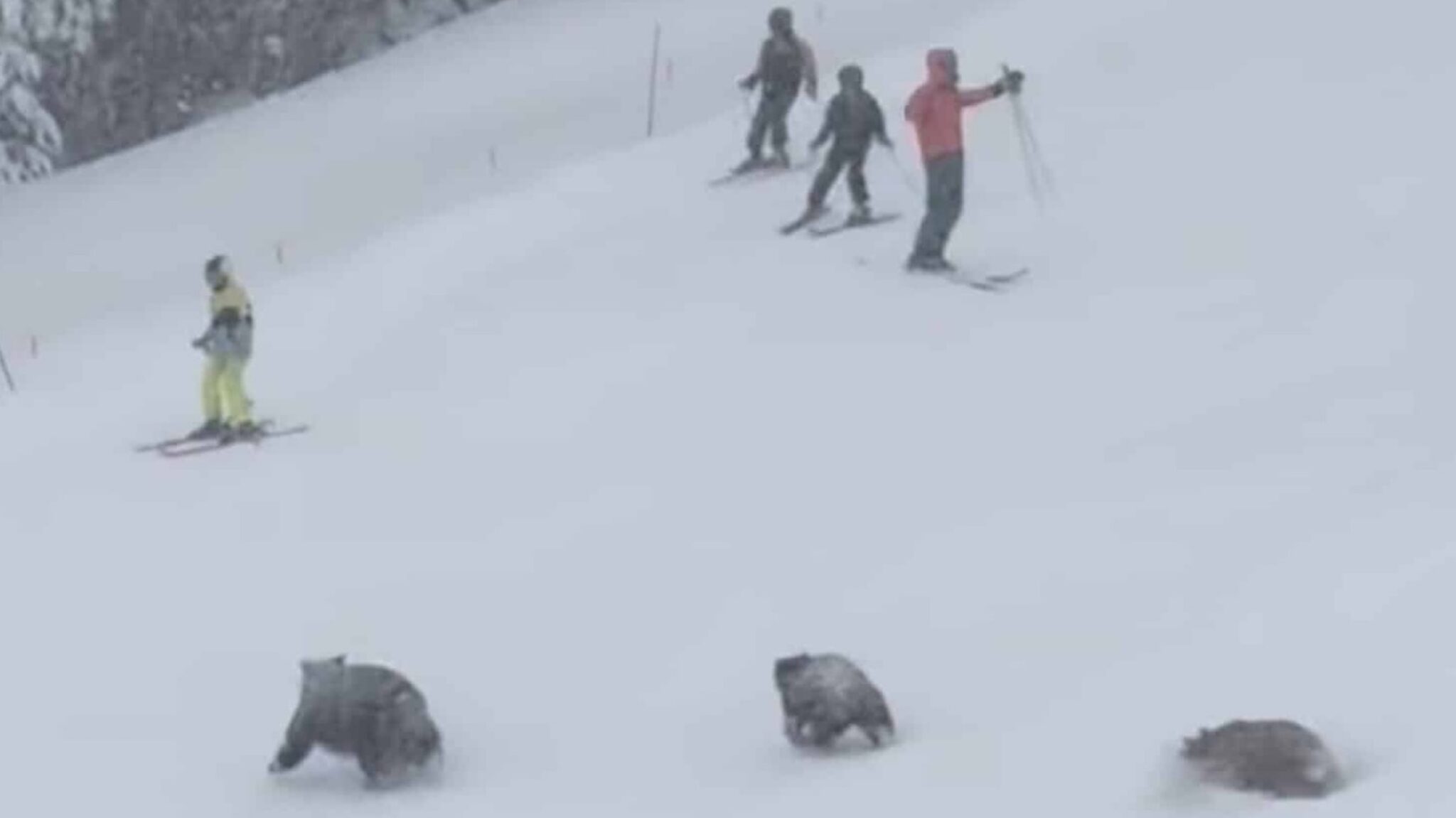 Mama Bear & Cubs Charge Across Busy Trail At Major California Ski Resort