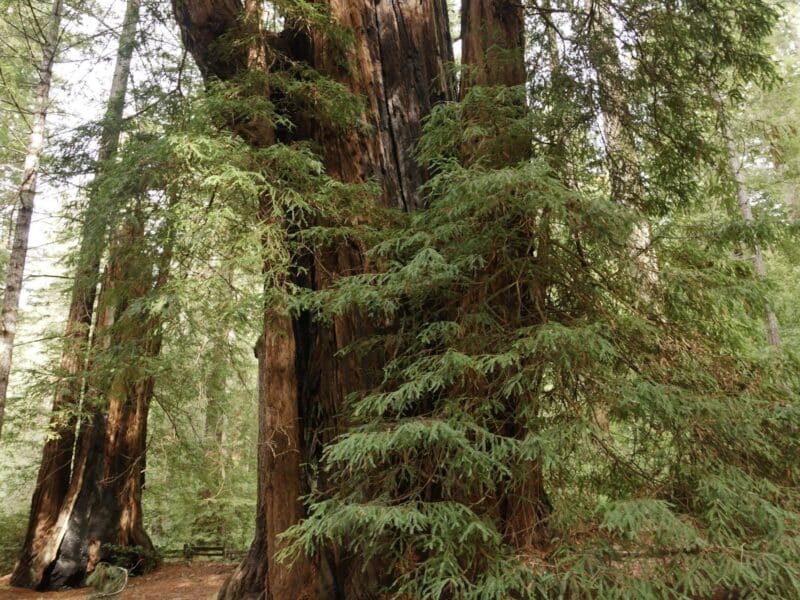 Big Basin Redwoods State Park, California's oldest state park.