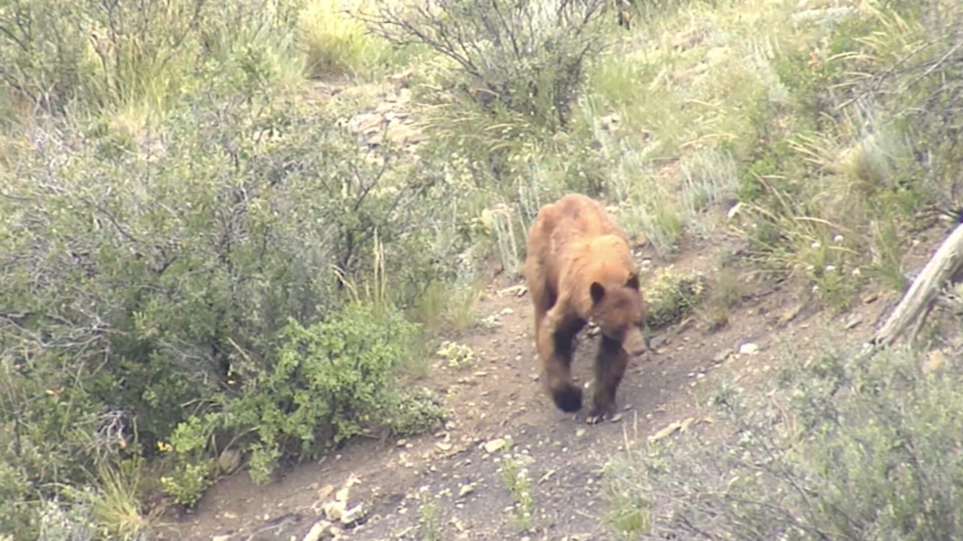 Black bears in Colorado.
