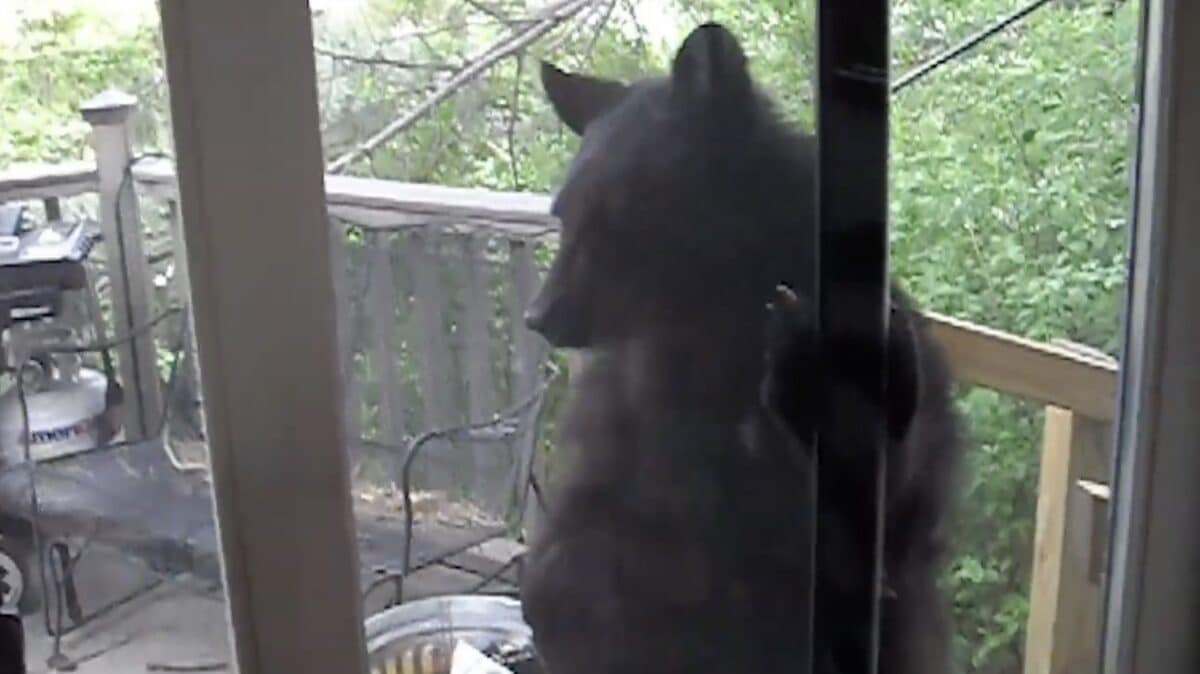 Black bears in Colorado.
