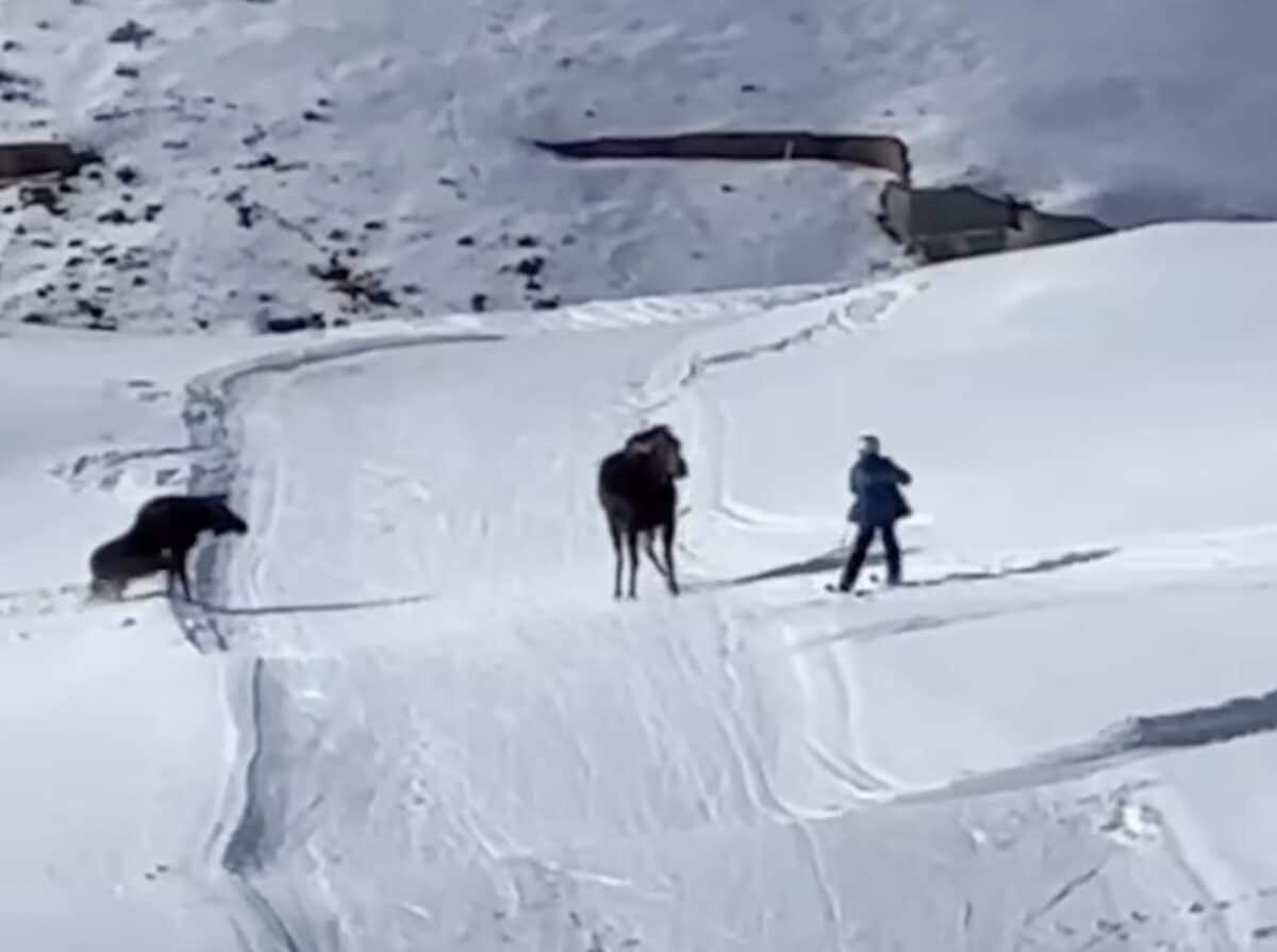 Moose charges skier at Crested Butte